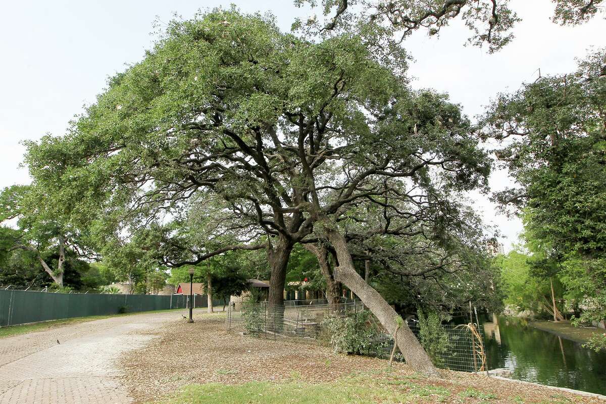 bark in the park san antonio missions｜TikTok Search