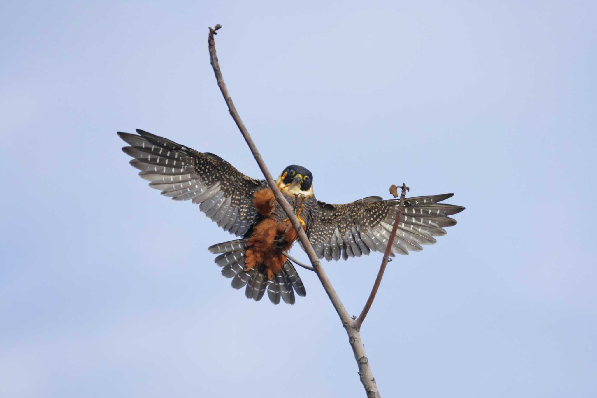Bat falcon spotted in Texas is the first ever recorded in the US