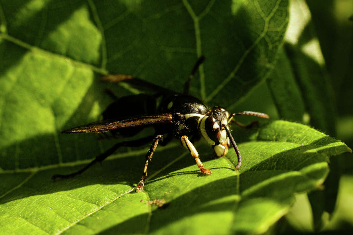 Bald-faced hornets are not hornets at all, they are yellowjackets. However, they look very different from the yellowjackets often encountered nesting in the ground.