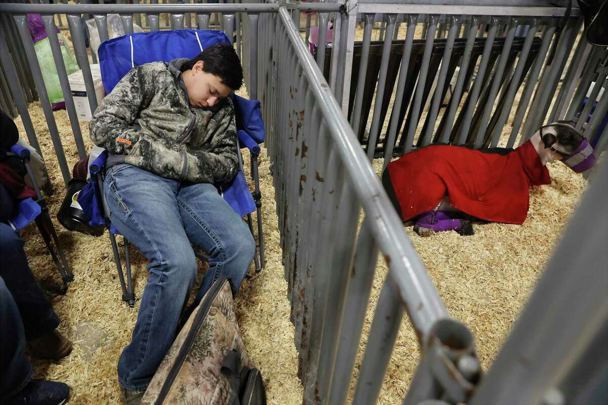 Alfonso Cavazos, 16, of Lyford, Texas naps before showing his lamb on Thursday, Feb. 17, 2022. Students like Cavazos have spent a significant amount of time to raise their livestock and show them at the San Antonio Stock Show and Rodeo in hopes of earning scholarship money.