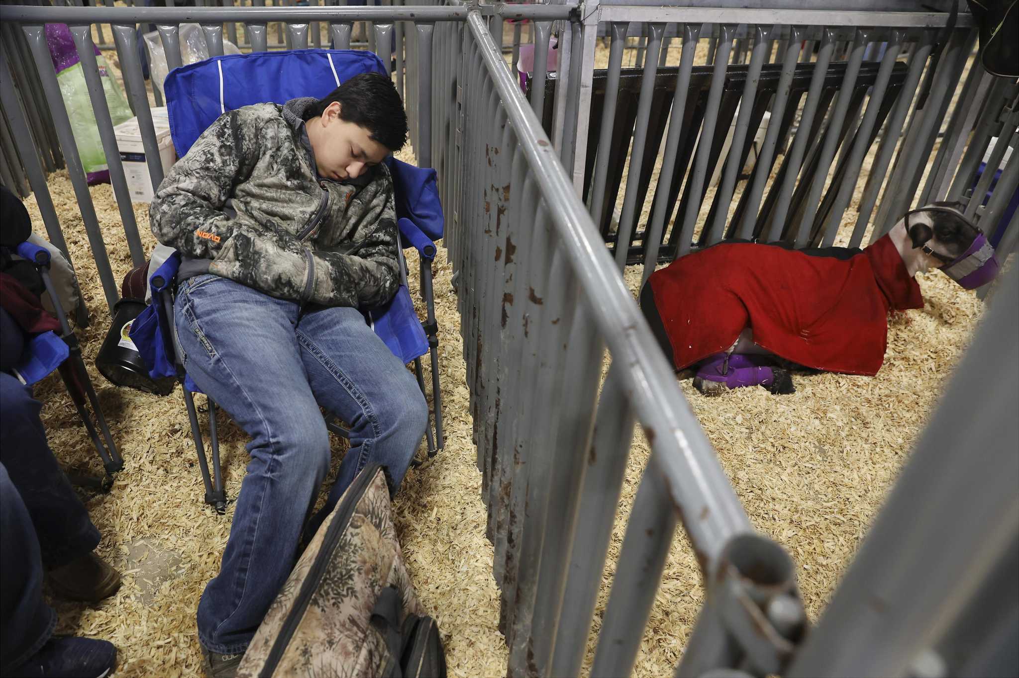 Months of feeding and grooming lambs pays off at the San Antonio livestock show - Vimarsana News
