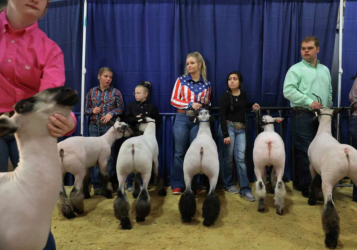 Months of feeding and grooming lambs pays off at the San Antonio