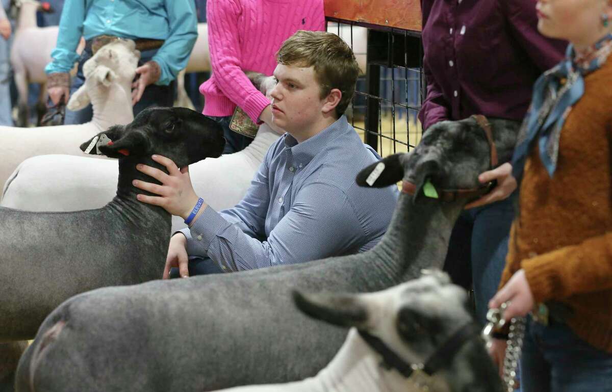 Cole Bynum (center) of Corsicana, Texas, 17, keeps his lamb calm in the holding area as high school students from around the state exhibit lambs that they've raised at the San Antonio Stock Show and Rodeo on Thursday, Feb. 17, 2022.