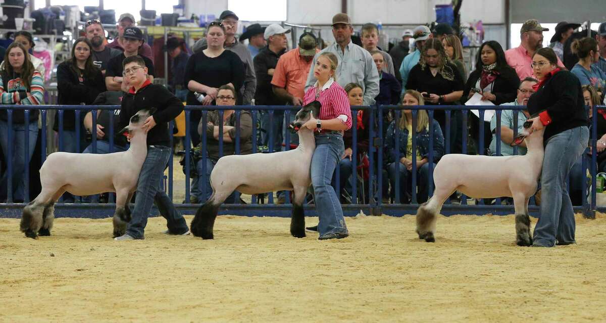 Months of feeding and grooming lambs pays off at the San Antonio