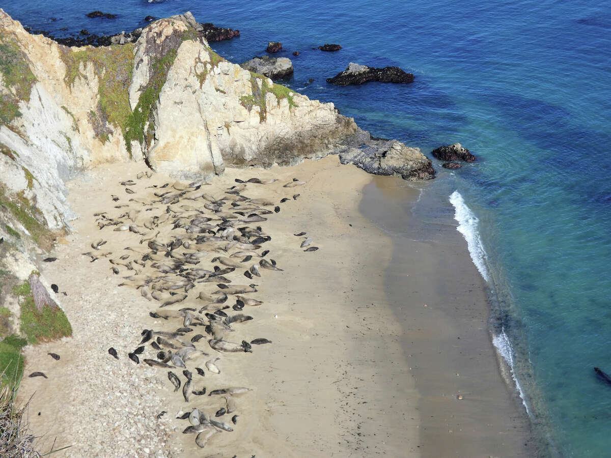 A cove full of seals near the peak of the 2021 season. The highest number of seals in the park are usually counted in late January.