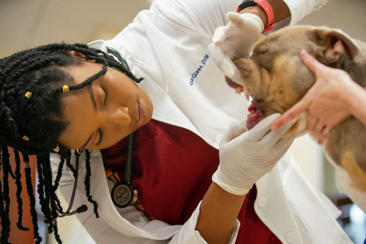 Houston veterinarian Dr. Aziza Glass examines Imani.