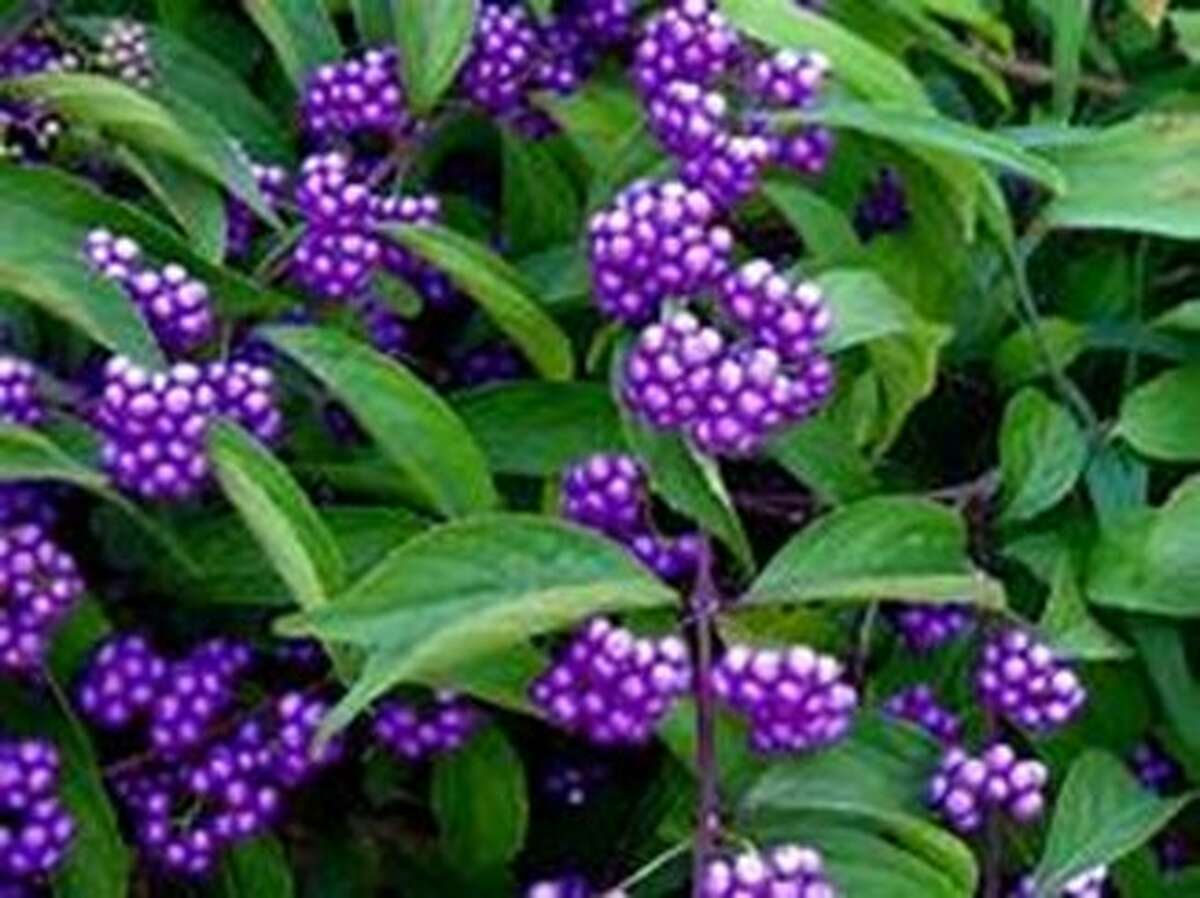 Vitex and Butterfly Bush Why or Why Not?