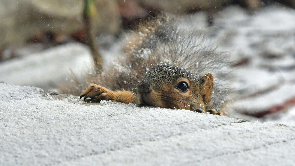 A squirrel gnaws on ice as snow starts falling during Thursday's winter storm.