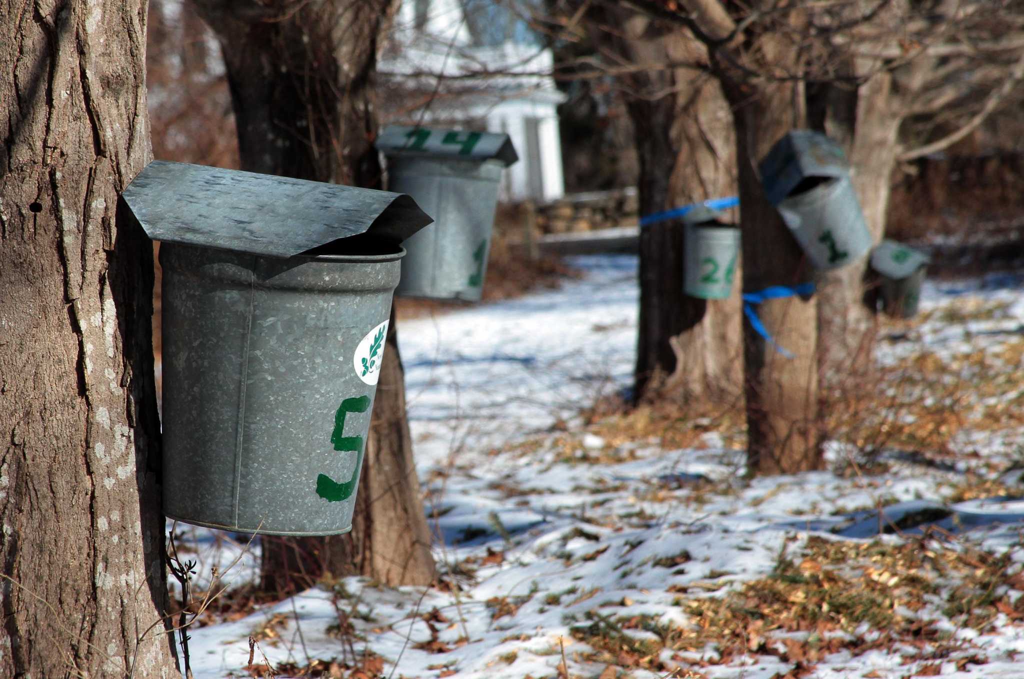 Robert Miller: Birds and maple-syrup making go hand in hand - Vimarsana News