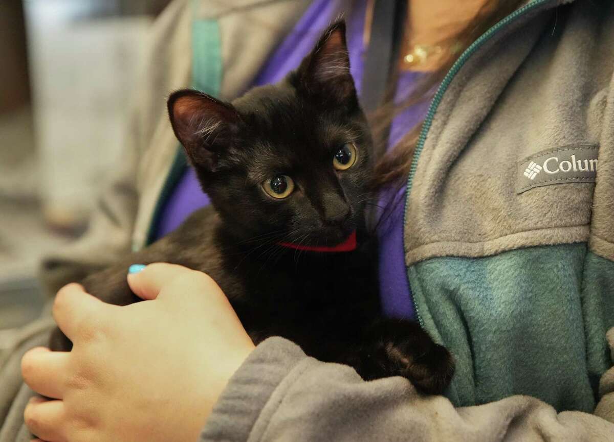 Seattle Mariners adopt dog to save him from euthanasia