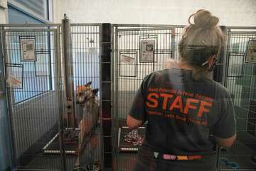 Houston's BARC animal shelter is euthanizing more animals