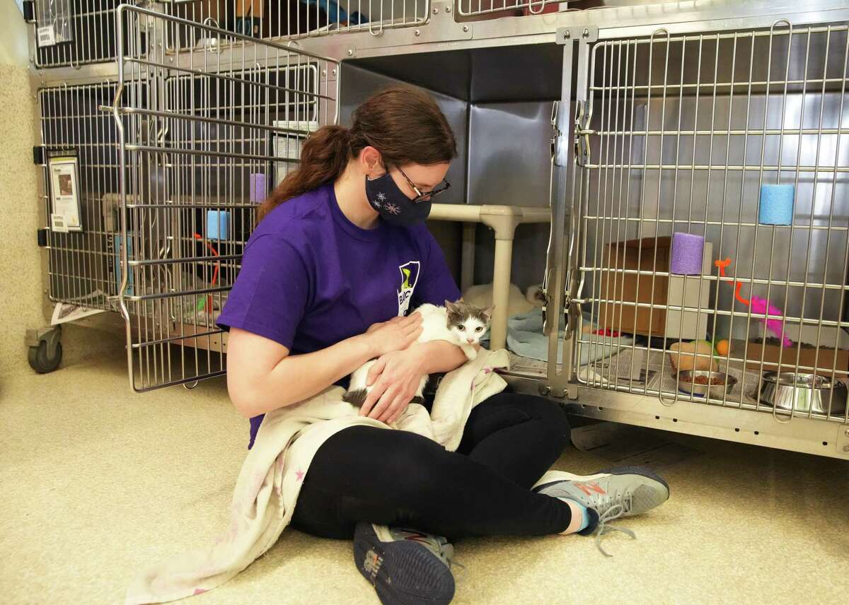 Fostering volunteer Kelsey Whitebay hold a nervous kitten at a BARC Animal Shelter and Adoptions adoption event Saturday, Feb. 12, 2022, in Houston.