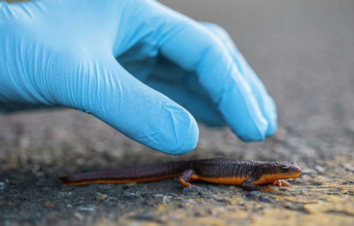 This newt was counted and removed from the road by the Chileno Valley Newt Brigade, a volunteer group, that have saved thousands of newts from being run over as they cross the road to-and-from Laguna Lake.