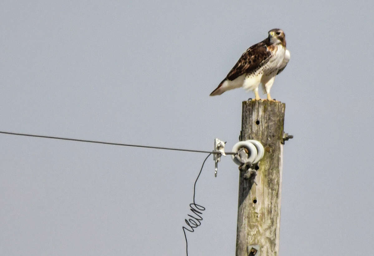 A hawk hunts from a surveillance post at the top of a utility pole.