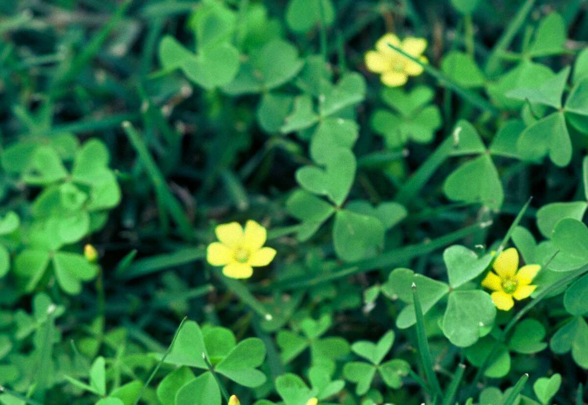 Oxalis is a difficult weed to control. But adding some liquid dishwashing detergent to a 2,4-D product and applying with a pump sprayer to the weeds does work.