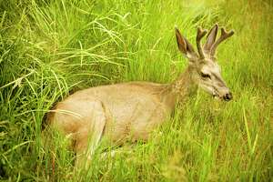 Deer dying in S.A. yard not high priority for game wardens