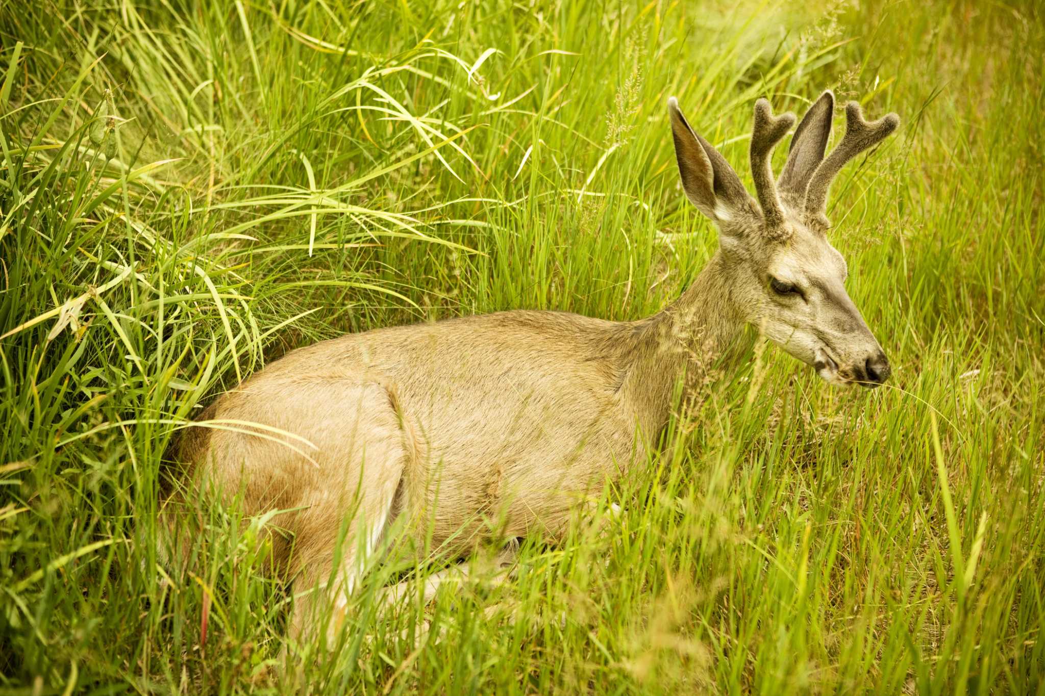 A deer dying in your yard is not a high priority for San Antonio's game wardens - Vimarsana News