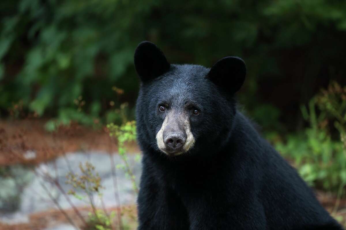 A file photo of a black bear in Ontario, Canada, who is not Hank the Tank (or Jake, or Yogi.)