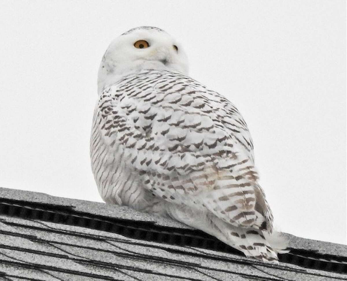 Birders flock to Washington County to see snowy owl