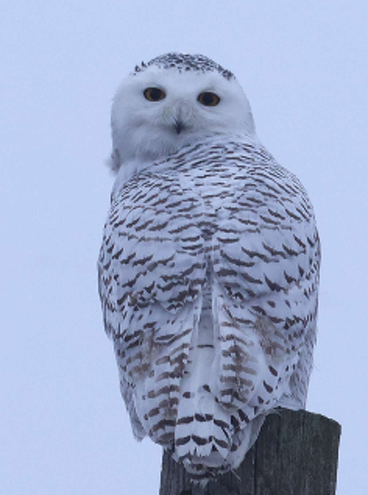 Birders flock to Washington County to see snowy owl