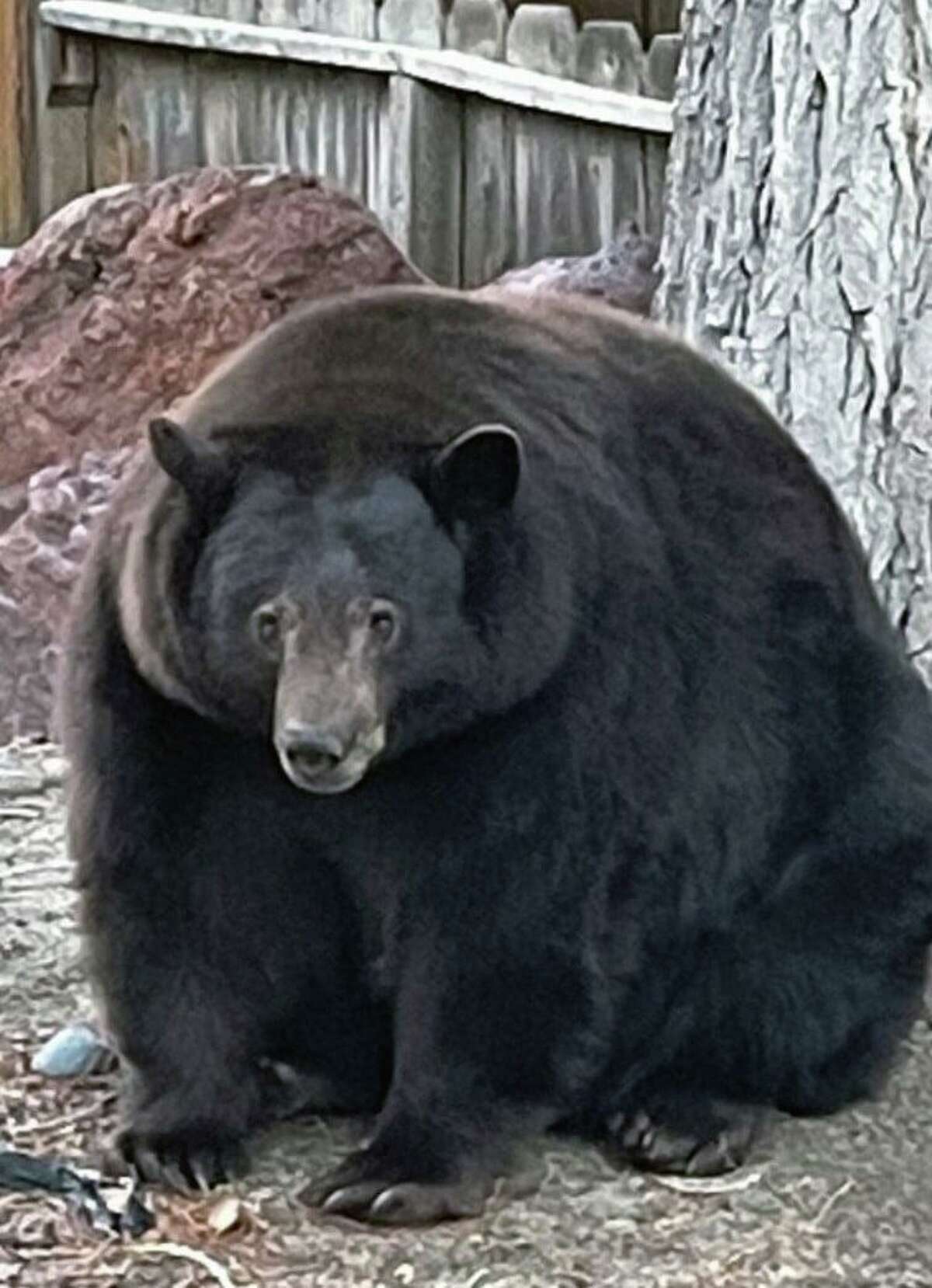 A 500-pound bear known as Hank the Tank has been breaking into homes around Lake Tahoe and helping himself to the food he finds.
