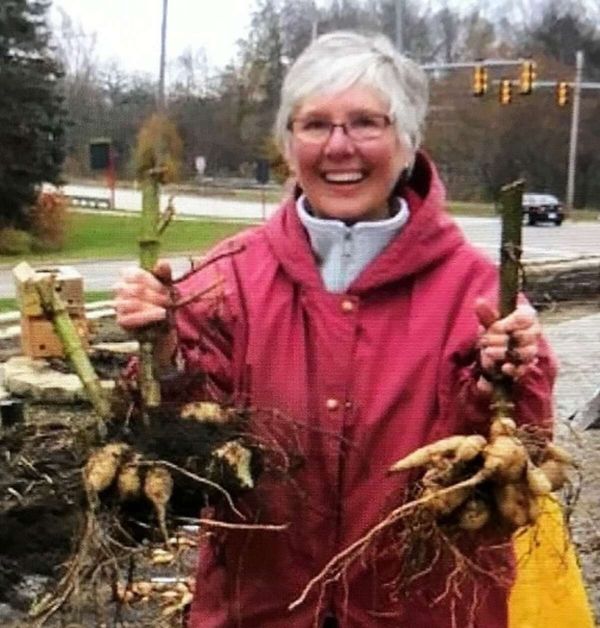Cheryl Weeks-Rosten shows some tubers she removed at the end of the season from Dahlia Hill in Midland.     