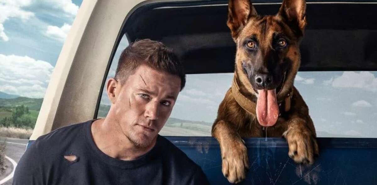 "Dog" is a buddy film of a different breed, a Belgian Malinois to be precise. The film stars and is co-directed by Channing Tatum.