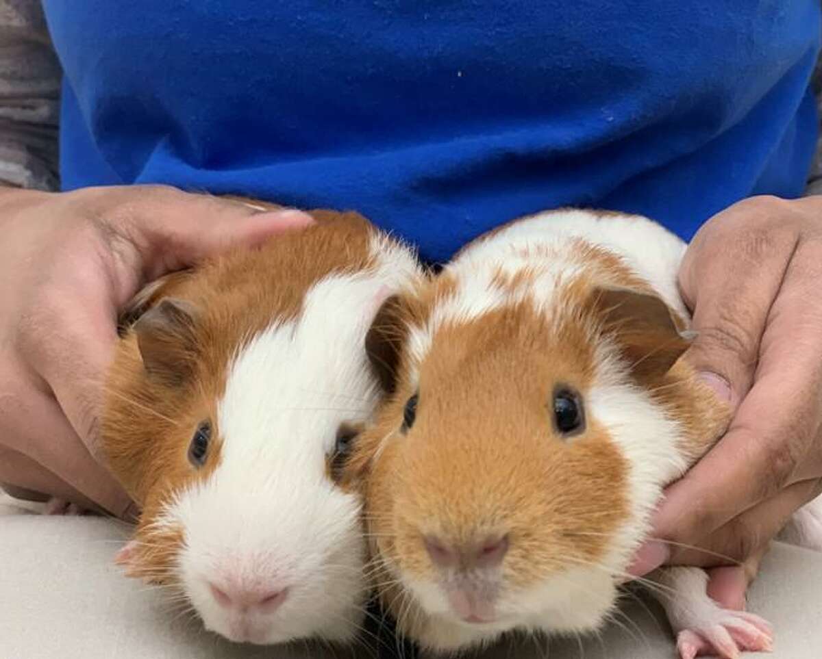 You know Phineas and Ferb from their TV show? Well now they’re up for adoption! Sort of…it’s Phineas and Ferb from the Connecticut Humane Society. These two Guinea pig brothers are looking for a home together. They’re just three months old, but already chunky potatoes. They are working on their socialization skills with people, but will definitely be your friend if you open a lettuce bag around them. These two would love a penned-in area with room for their pigloos and hidey houses and toys, as well as space to run around. Learn more at CThumane.org/adopt. An online application can be found in each pet’s profile.