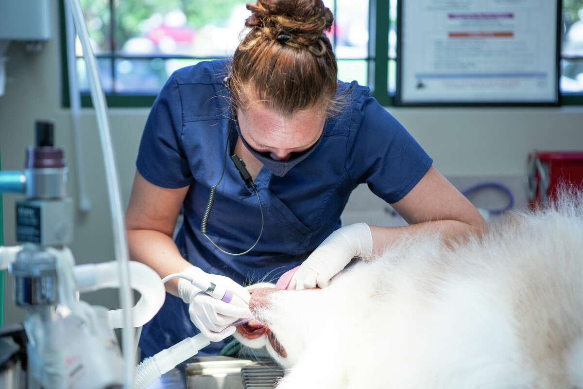 Hawthorne Animal Hospital in Glen Carbon shares why good oral care is essential to your pet’s overall health.