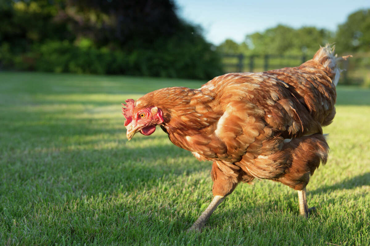 Thousands of feral chickens are roaming in Hawaii. A new bill proposes a unique solution to stop
