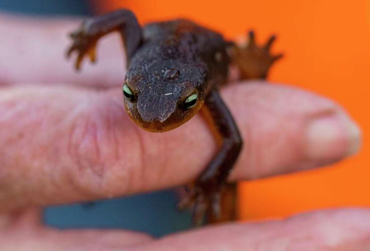 A newt counted and removed from the road by a volunteer group along Chileno Valley Road at Laguna Lake in Marin County.  During heat waves, smaller animals that can't regulate their temperature and are more reliant on water, such as fish, amphibians and birds, are the most vulnerable.