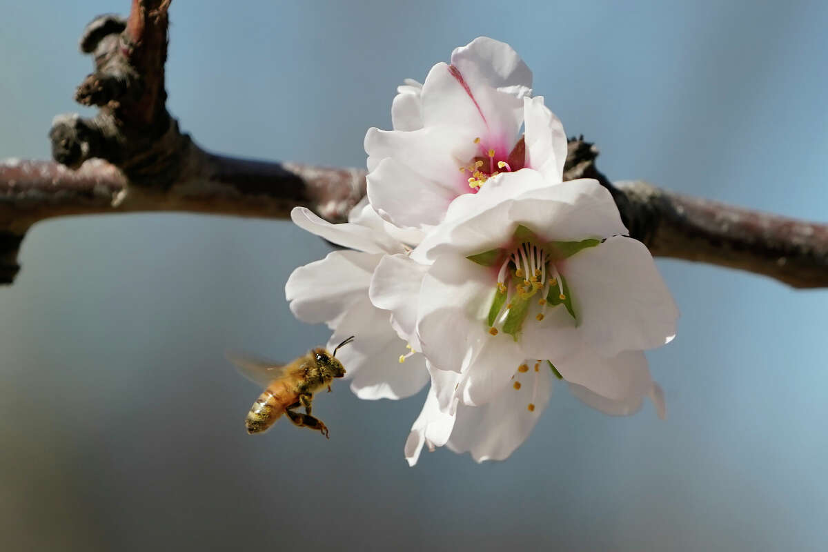 A bee approaches an almond blossom in an orchard near Woodland, Calif., Thursday, Feb. 17, 2022. The Scottville Beekeepers of Mason County are slated to give a free introduction to beekeeping class on March 5.