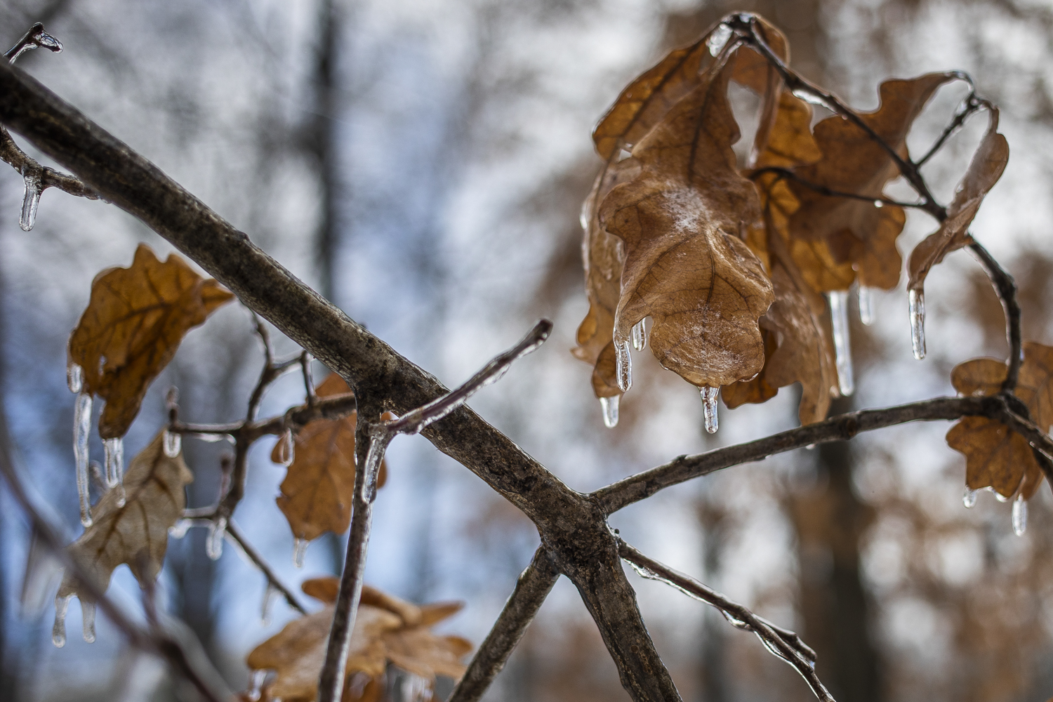 More snow? Here's Michigan's winter 2022-2023 outlook