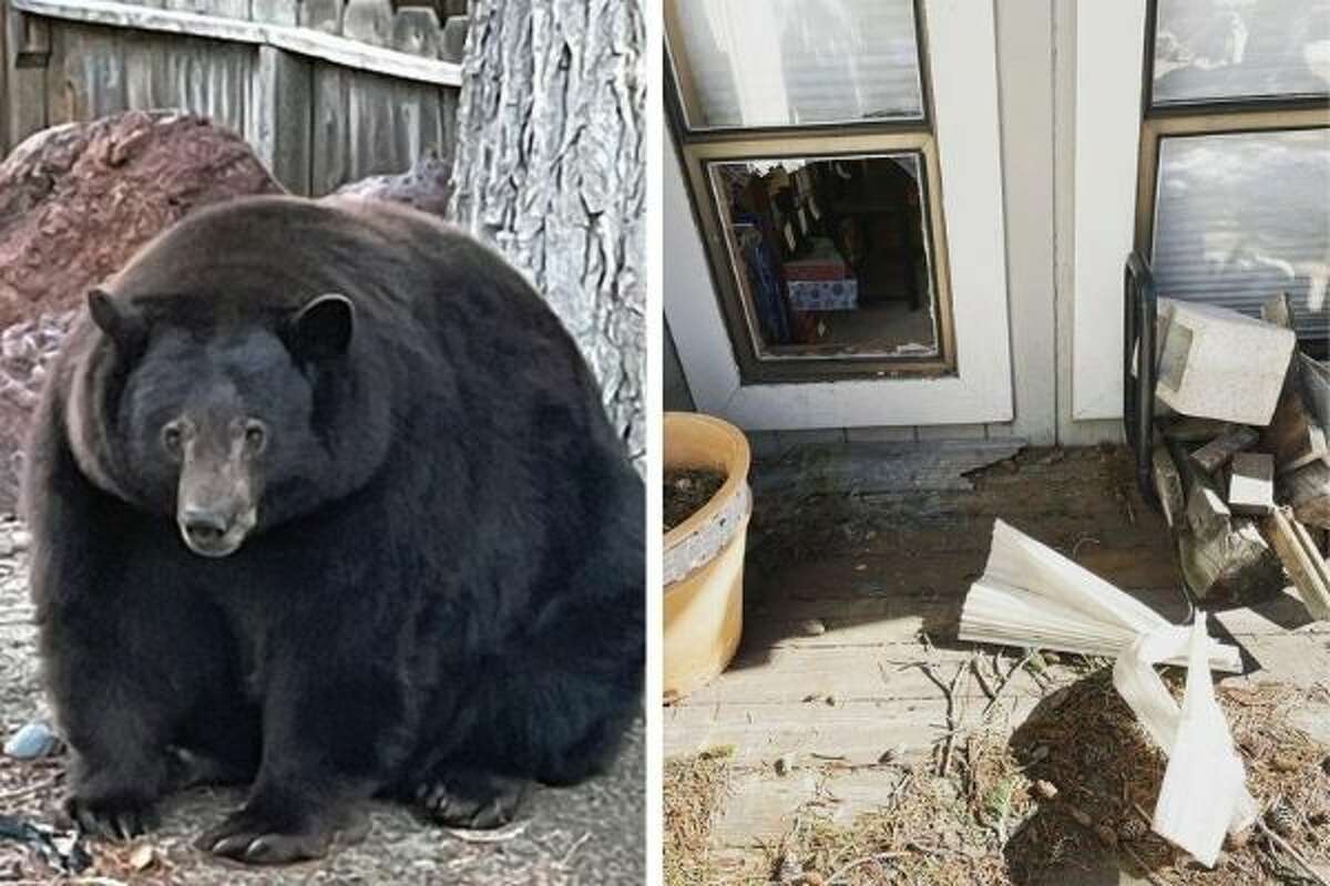 Hank the Tank is a big bear in Tahoe with a big appetite and no qualms  about busting into houses — 28 at last count