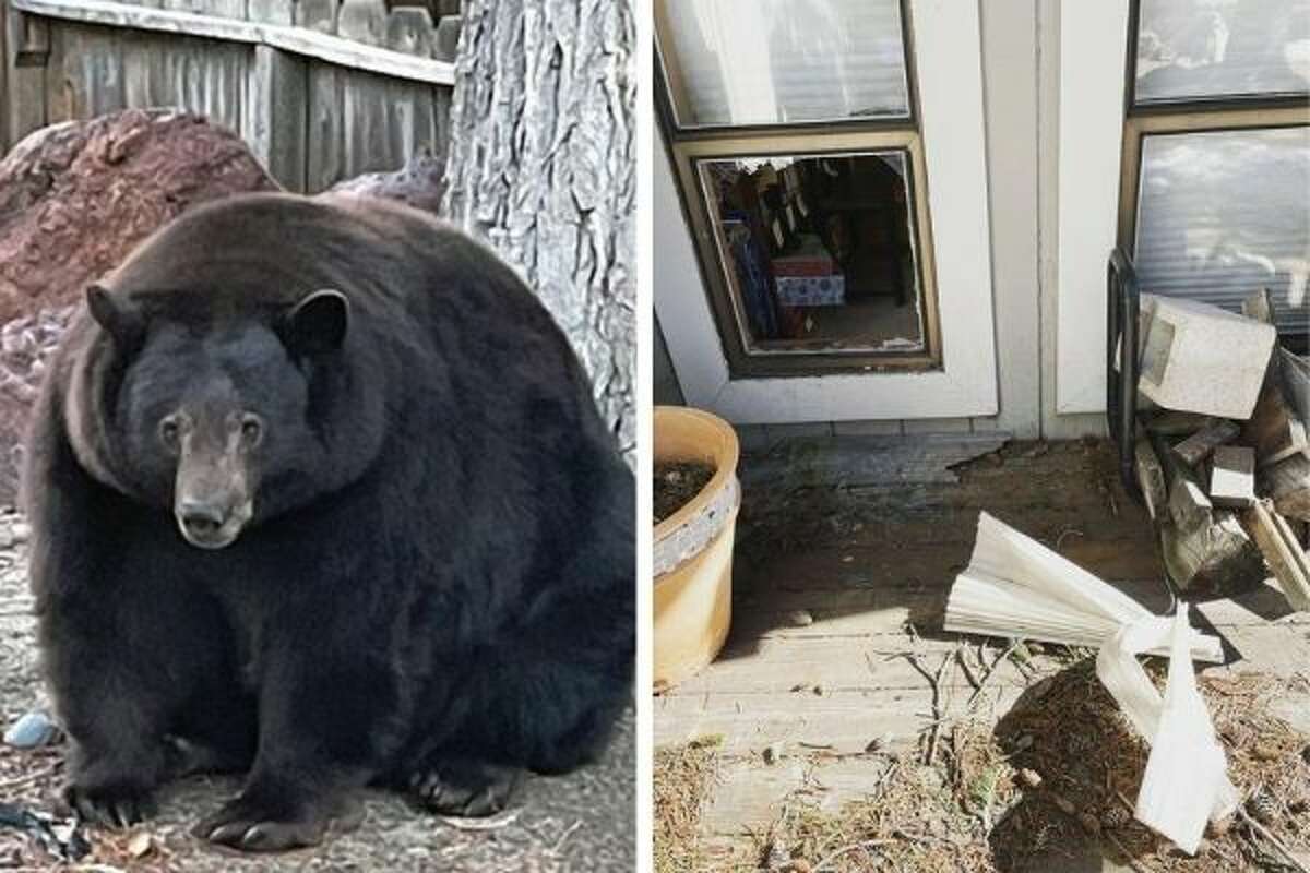 Hank the Tank is a big bear in Tahoe with a big appetite and no qualms