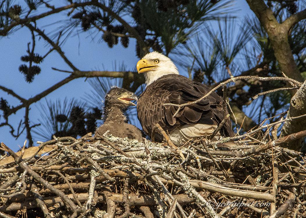 Eagles Fly In Texas