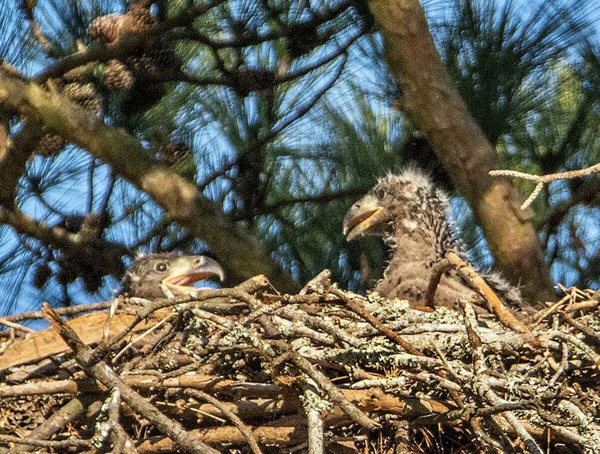 Two eaglets sit comfortably protected inside their nest high above the ground in one of the trees on a golf course at the Kingwood Country Club. The nest has been around for as much as a decade.