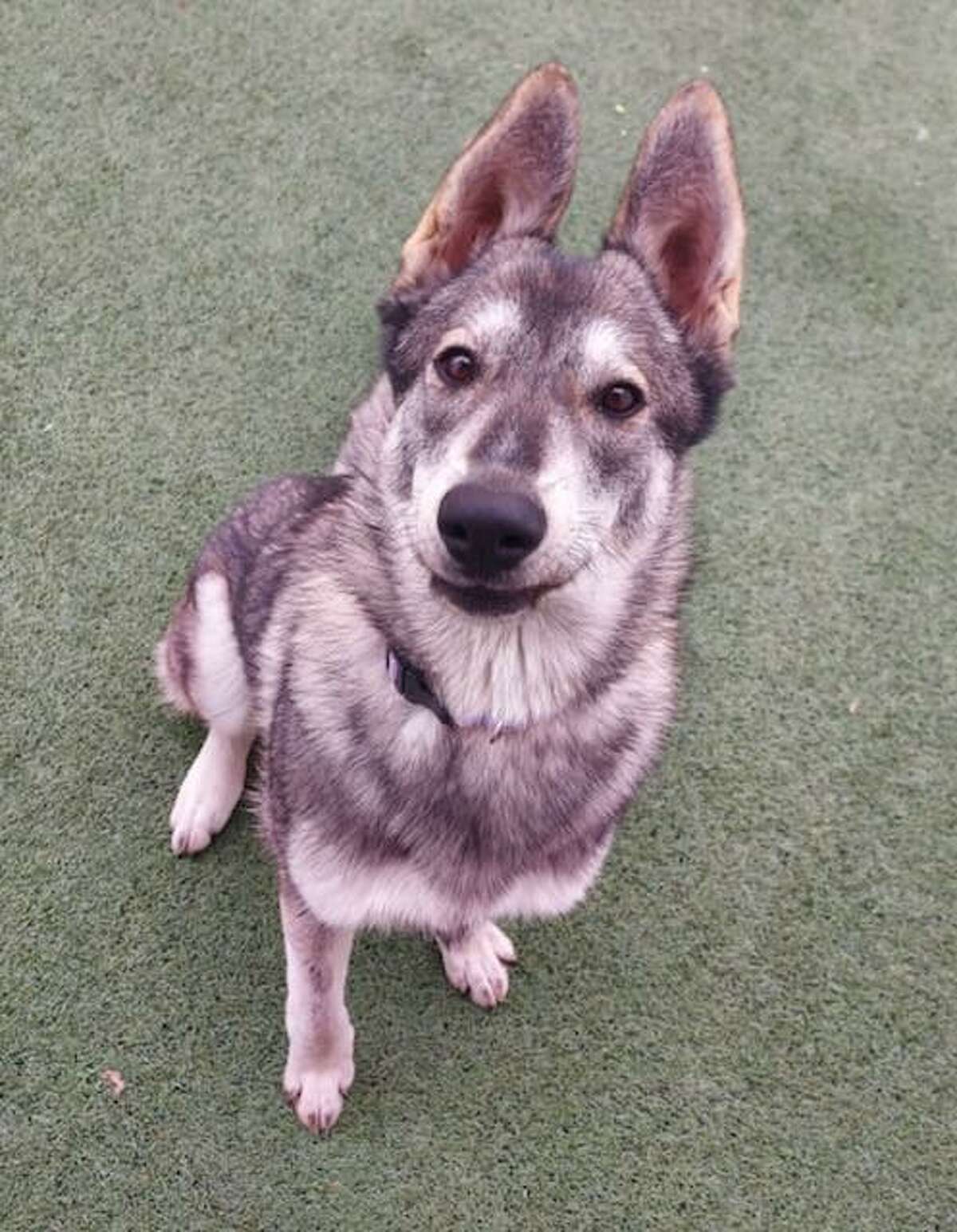 Roxy is a 1-year-old husky mix who was found in Alamo Heights. As of Friday, she is being cared for at Pup Pup And Away while she awaits adoption.