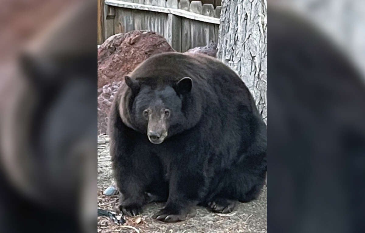 Hank the Tank' breaks into more homes, exhausts police