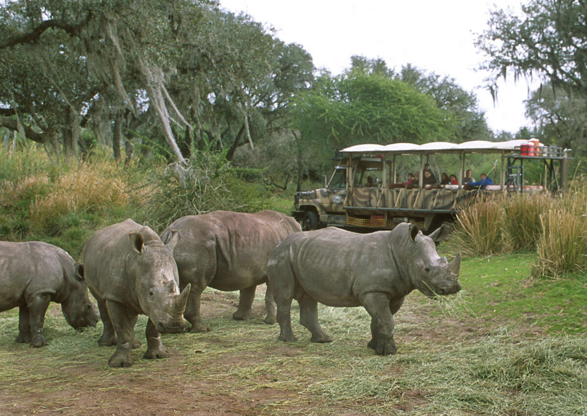 Visitors on the Kilimanjaro Safaris tour at Animal Kingdom Theme Park at Disney World.