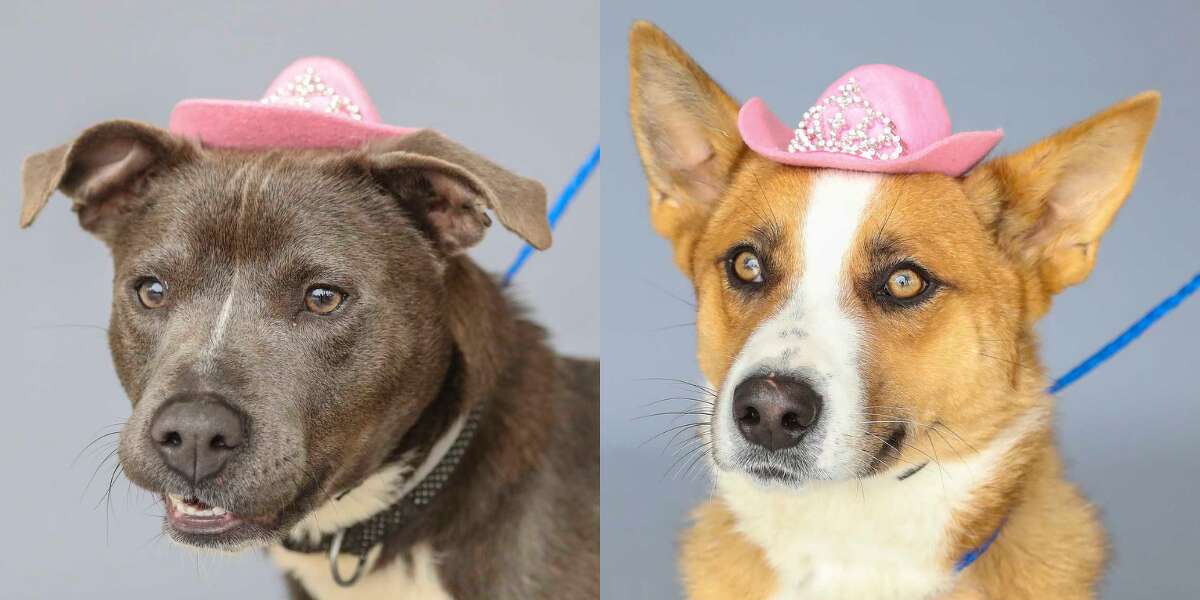 Diamond (right) is a 1-year-old, female, gray/white American Staffordshire mix and Jessie (left) is a 2-year-old, female, tan/white Australian Shepherd mix. Both are available for adoption from BARC Animal Shelter. 