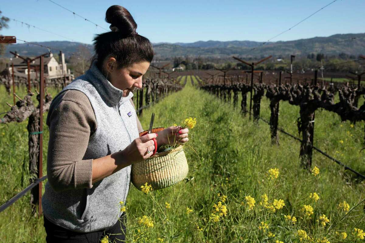 Top chefs like Sarah Heller are being increasingly lured to wineries due to better working conditions.