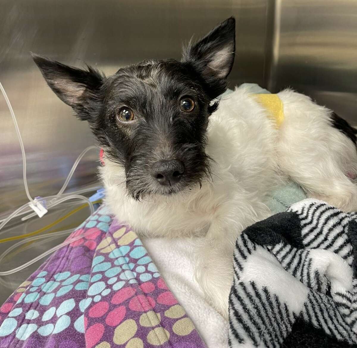 Pictured is Jack the dog, who was found on Cherry Road in Manistee Feb. 19 after being hit by a car. Jack suffered a broken back, a cracked and fractured leg and air in his chest as a result of the accident.