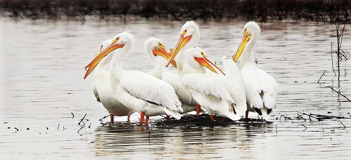 John Badman|The Telegraph In the real estate business they say it's location, location, location. Well apparently six pelicans were interested in the same lakeside property this week in the wetlands of West Alton, Missouri, near the Clark Bridge.