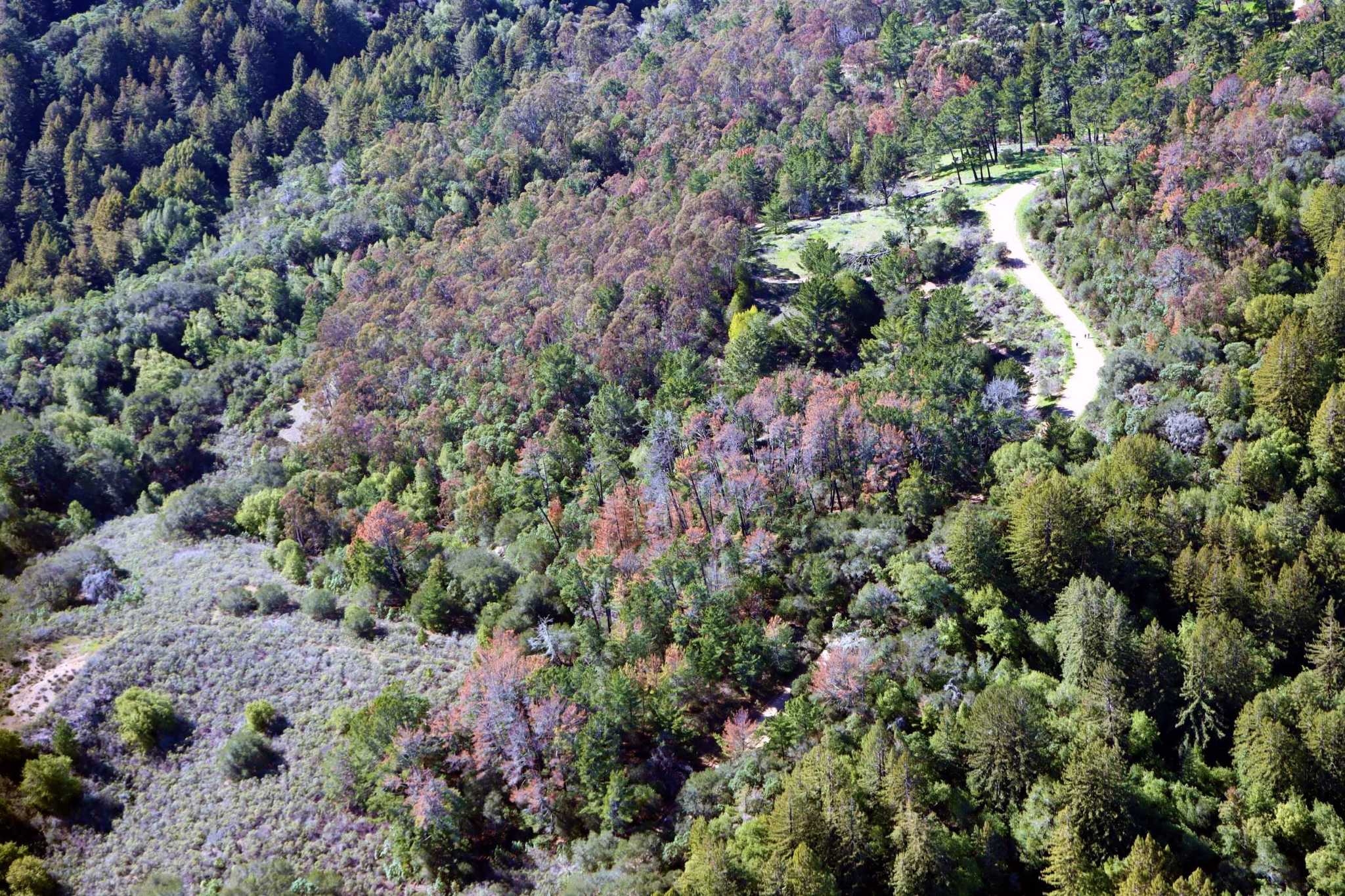 Drought, fires and beetles — California's forests are dying. It is too late to save them? - Vimarsana News