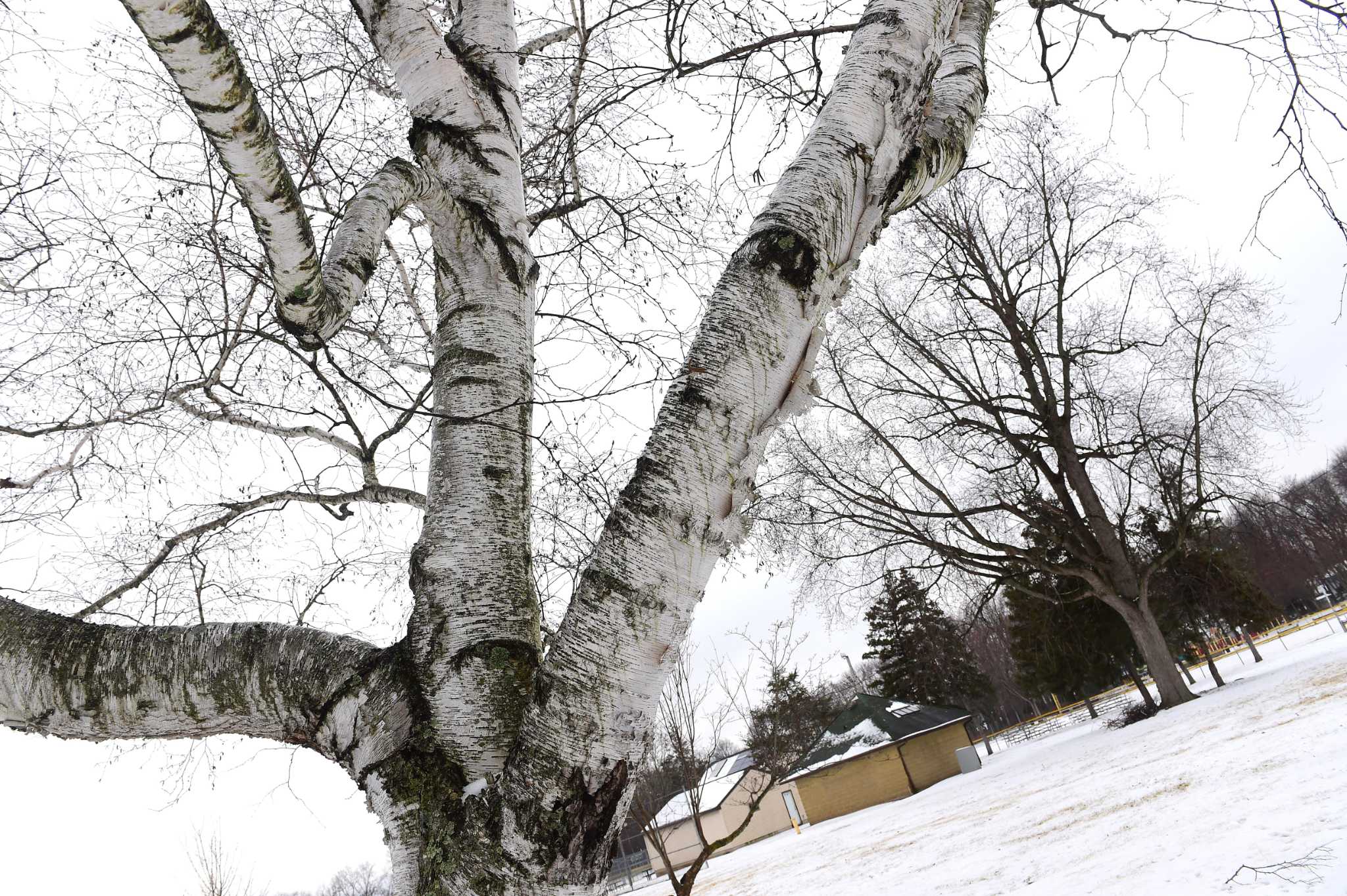 Hamden Leaf And Brush Collection Begins Friday