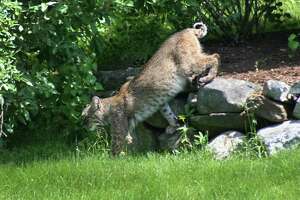 Robert Miller: More bobcats on the prowl in CT cities, suburbs