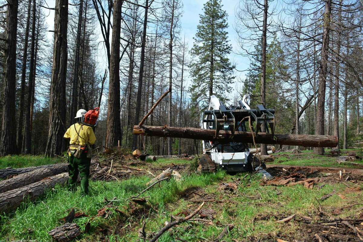 Workers clear dead trees in the Sierra National Forest in 2017.