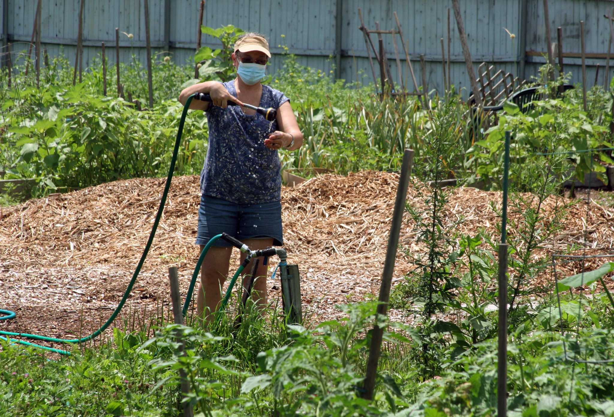 Bridgeport offers urban farm new lease, but library project looms - Vimarsana News