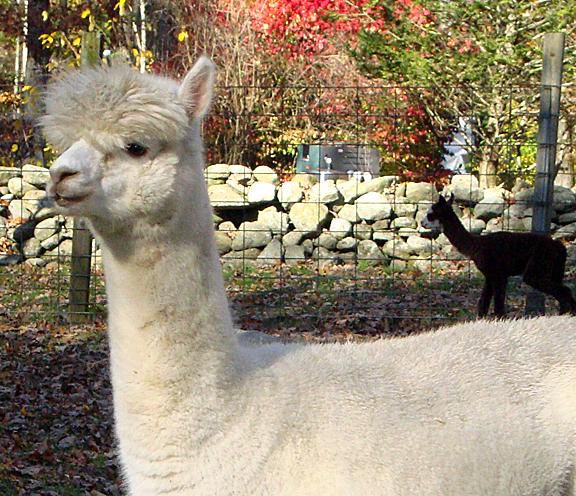 Learn to Spin Alpaca Fleece  The Yass Phoenix - Yass Region News and  Current Affairs